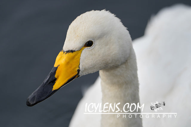 Swan to relax