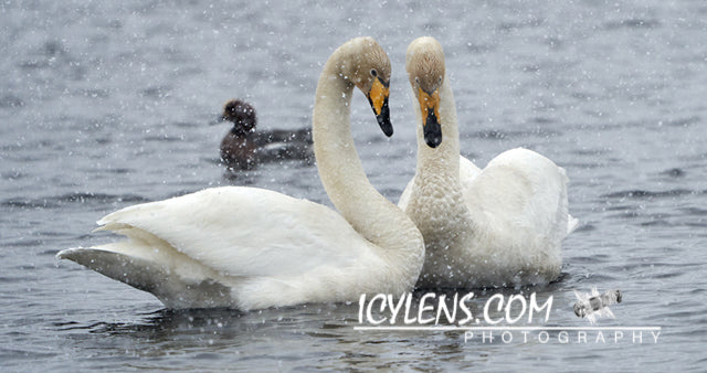A happy pair of swans