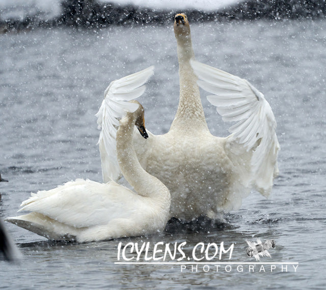 Swans in love