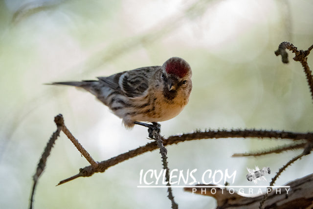 Goldfinch thinking