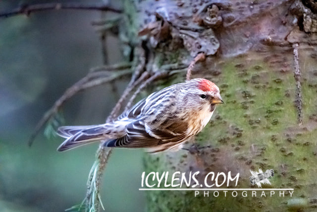 Goldfinch watches his food