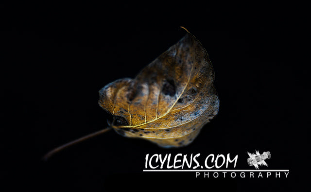 Golden Leaf