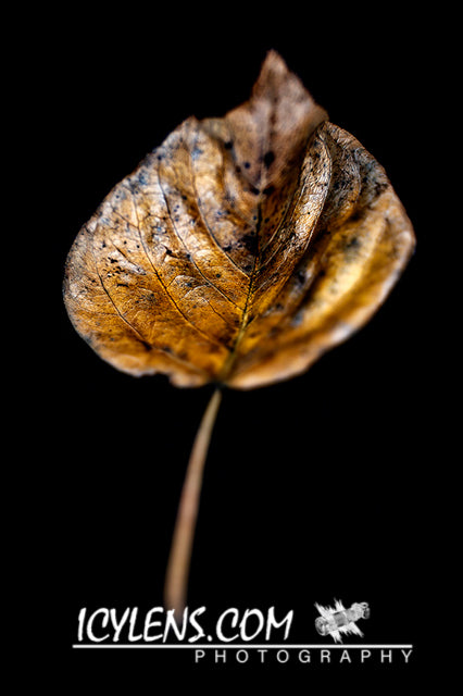 Golden Leaf II