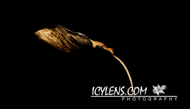 Golden Leaf III