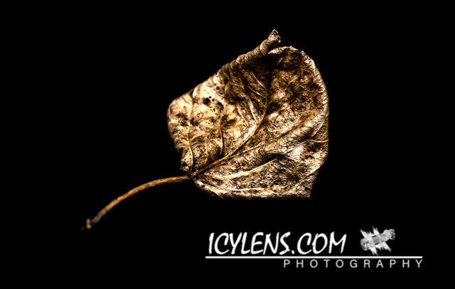 Golden old Leaf