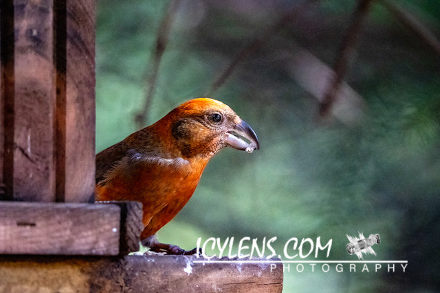 Cross nose - Loxia curviriostra