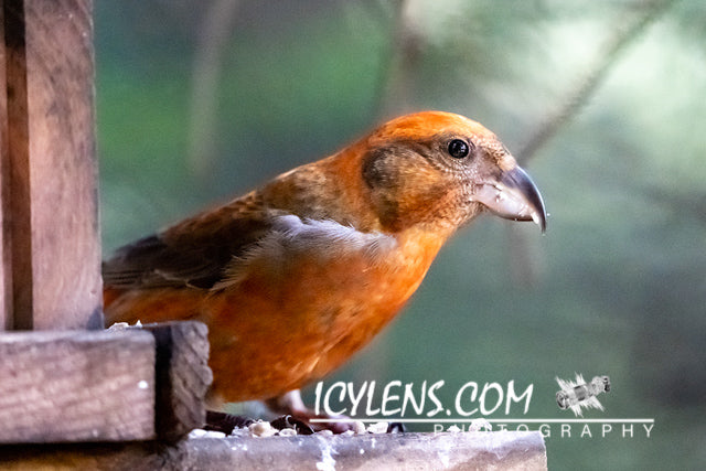 Cross nose II - Loxia curviriostra