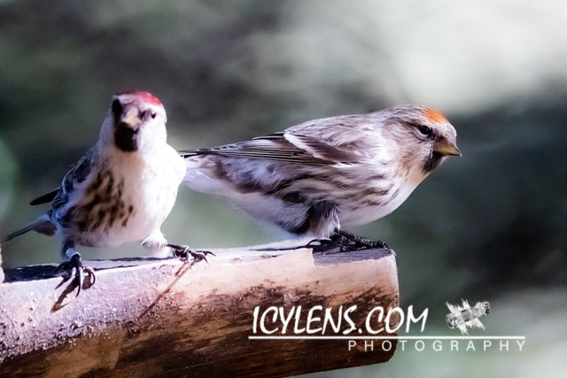 Both Goldfinch watches their food