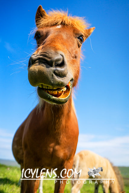Smiling Horse