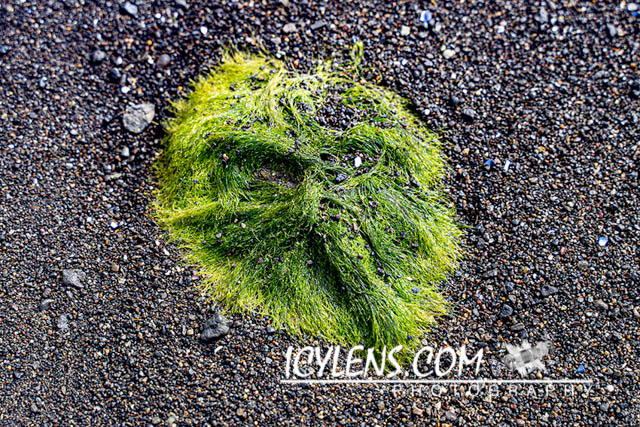 The Grinch in Iceland