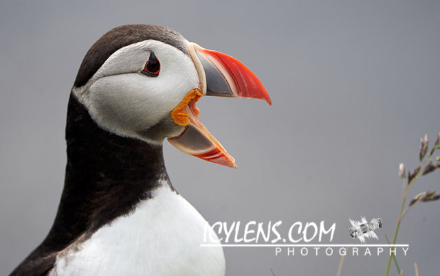 Puffin in Látrabjarg